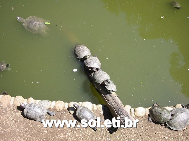 Foto Jardim Zoológico da Cidade de Curitiba 29