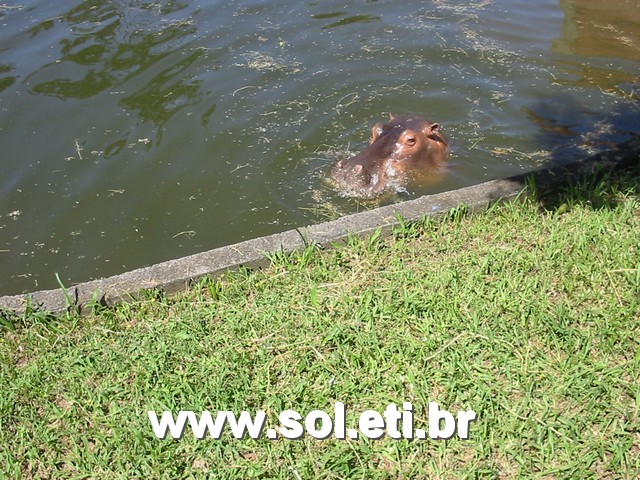 Foto Jardim Zoológico da Cidade de Curitiba 36